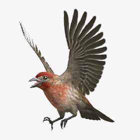 Haemorhous Mexicanus 'House Finch'